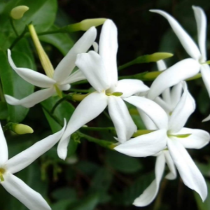 Jasmine 