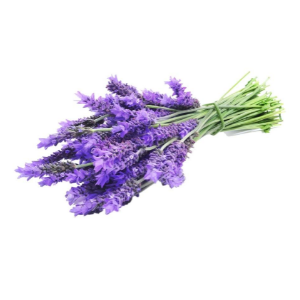 Lavender  1